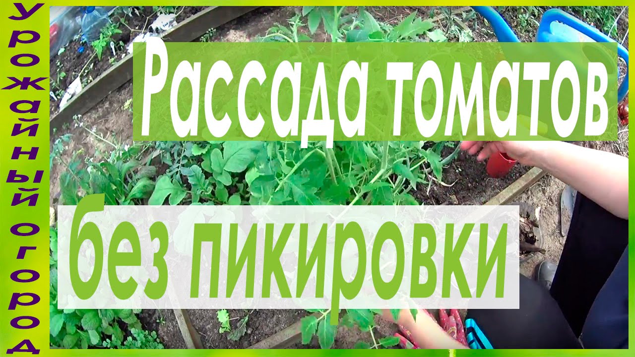 Посадка томатов выращенных без пикировки