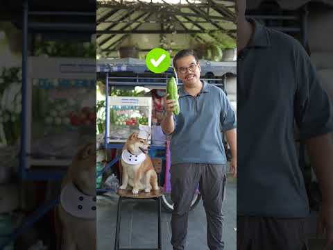 หมากินได้ vs กินไม่ได้ ver. รถส้มตำ Ep.1 #woofyandco #dog #pets #dogchefandthegang #dogchef
