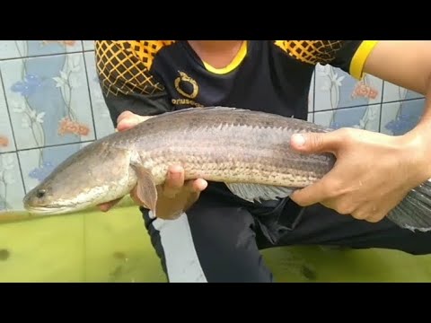 NYEROK IKAN CHANNA MONSTER DAN LELE BESAR DI KOLAM RENANG TUA - IKAN GABUS - LELE