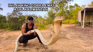 SUNGGUH MENGEJUTKAN SAAT SOSOK ULAR KING COBRA RAKSASA DI ALAM LIAR | ULAR | KING COBRA