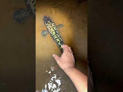 Niat mau cari ikan kecil, malah jumpa ikan toman coba tangkap pakai tangan kosong 🤣 #fishing  #fish