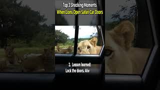 Top 3 Shocking Moments When Lions Open Safari Car Doors