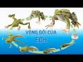 Vòng Đời Của Ếch