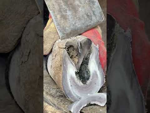Great hoof trimming video extremely comfortable丨ASMR丨Donkey hoof cutting sound