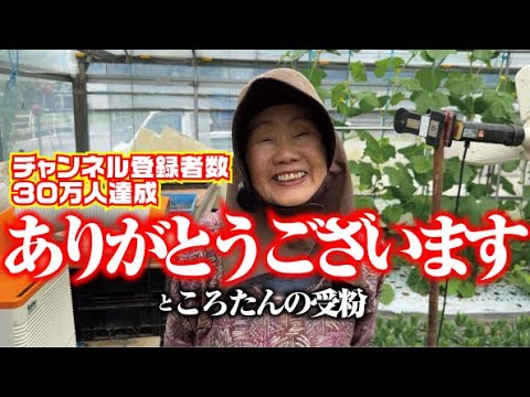 【チャンネル登録者30万人ありがとうございます】これからもよろしくお願いします【ころたん】【人工授粉】