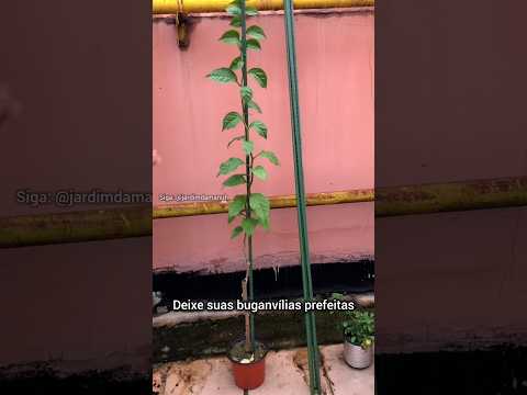 Dica de buganvília #dicasdejardinagem #jardim #jardinagem
