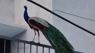 Peacock 🦚