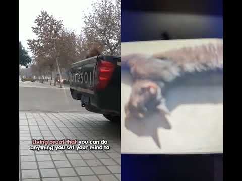 proud dog🐕🐕🐶🐕🐕😍😍😍😍😍😍😀