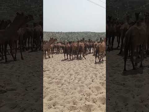 وكان العديد من الإبل في طريقها إلى وجهتها وإيابًا منها. #youtube #shorts