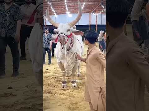 agi qurbani agi qurabani