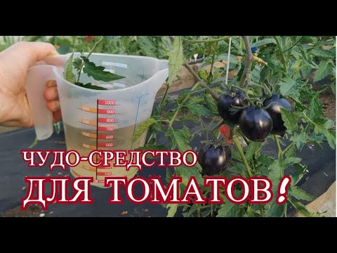 Чудо-средство для томатов! Томаты не болеют и и бурно плодоносят