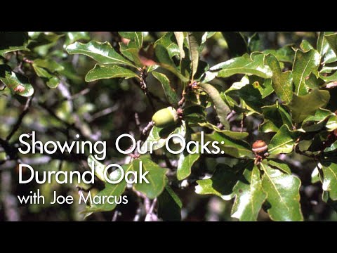 Showing Our Oaks: Durand Oak