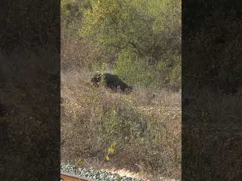 Wild Boar Hunting #shorts