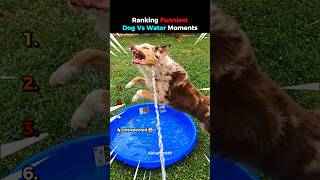 ranking funniest dog vs water moments #usa