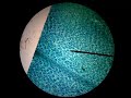 Exploring Plant Cells Through Microscopy