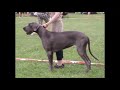 Great Danes: Characteristics and Facts