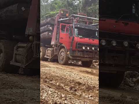 logging siap meluncur ke pangkalan#constructionequipment #heavyequipment #kayubalak #alatberat