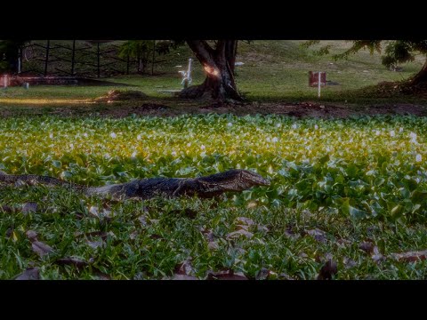 Cinematic USM Lake Documentary Cover Image