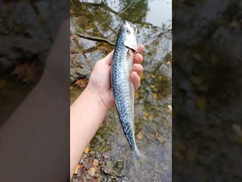Fishing Gadget for Fishing Lovers 🎣 #fishing #fishinggadget #fishinggadgets#amazon #amazonfinds