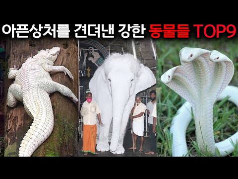 버림 받았지만 괜찮아