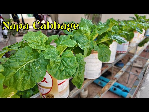 Cabbage Growing Like Magic in Milk Can #gardening