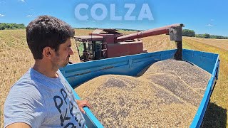 Encore compliqué le colza, la moisson - 2025