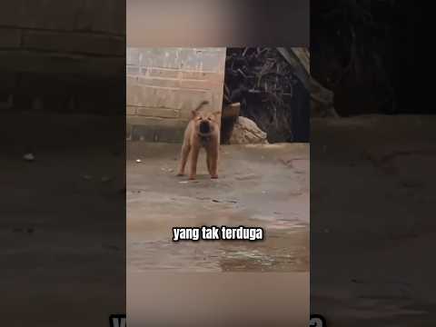 Dari Jauh Nantangin, Didekati Langsung Begini 😅