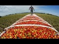 Tomato and Peach Processing Facts