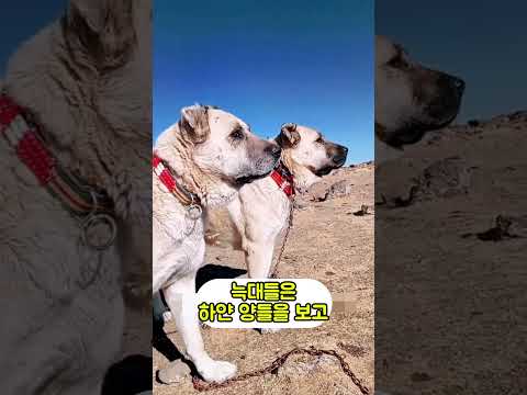 야생늑대에게 공격당한 목동의 복수