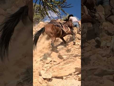 Loose ground can be difficult #horses #cowboy #mustanghorse #fyp (Performed by Professionals)