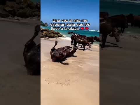 Amas los caballos?