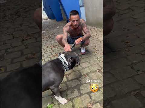 DPK x Pitbull Attack 2