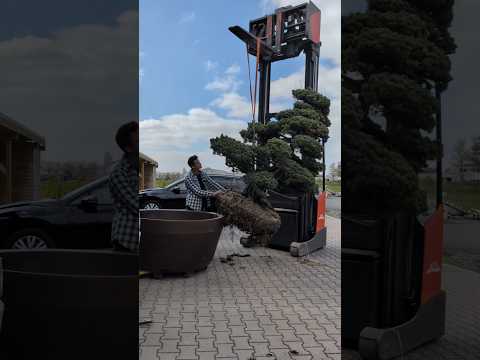 potting a huge garden bonsai #bonsai #potting #bonsaitree
