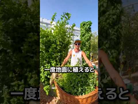 一度植えたら止まらない植物