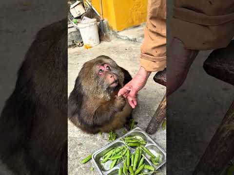 Monyet yang ingin berteman #shorts #animals #monyet #monkey #hewanpeliharaan #shortvideo