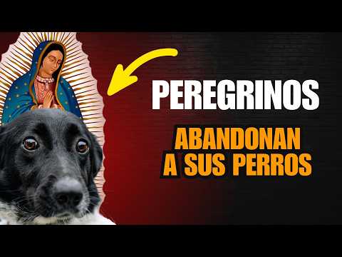 MÉXICO: Van a PEDIRLE A LA VIRGEN pero abandonan a sus MASCOTAS