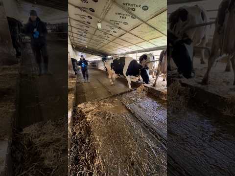 How to clean up after cows?