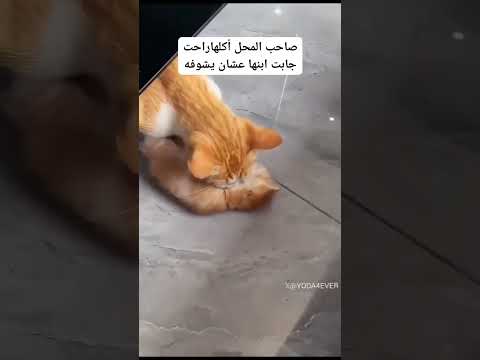 صاحب المحل أكلها راحت جابت ابنها عشان يشوفه