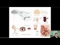 Vestigial Structures and Evolutionary Functions