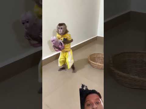 #monkey #babymonkey #animals #monkeybaby #cute #animal #funny #comedy #love #lovely