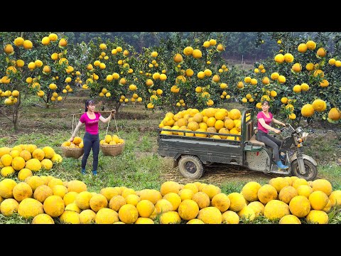 Use 3-wheeled Vehicle Harvesting Many Grapefruit Goes To Countryside Market Sell - Free Bushcraft