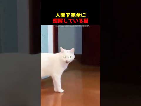人間がネコの下僕になってしまう理由...🐱 #動物 #雑学 #ねこ #猫 #かわいい #おもしろ動画 #shorts