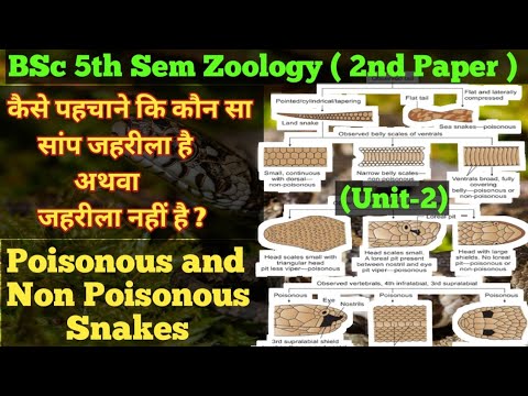 Poisonous and Non Poisonous Snakes 🪱 BSc 5th Sem Zoology 🐍 Poisonous & Non Poisonous Snakes in Hindi