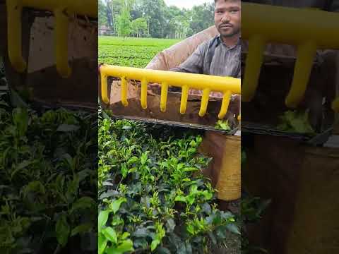 lndian tea leaf cutting machine #shortsvideo #youtuber #youtube #youtubeshorts #tranding #shortsfeed