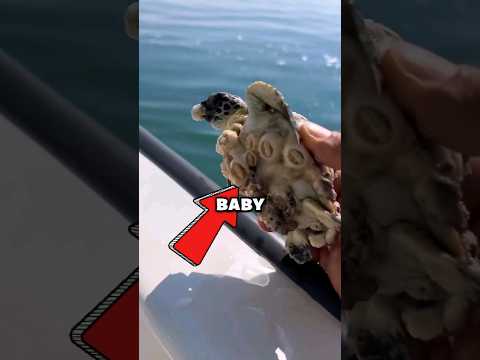 Baby Turtle RESCUED from Barnacles!