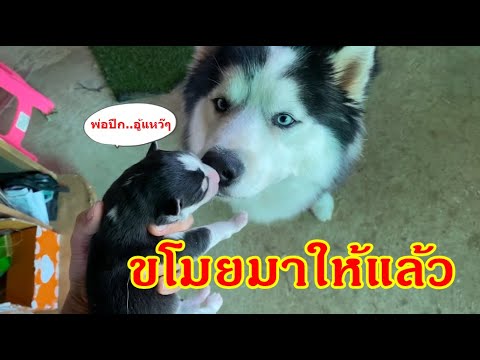 เป็นพ่อแท้ๆแต่เข้าไปหาลูกไม่ได้ ขโมยมาให้ซะเลย