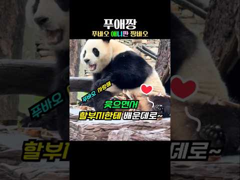 푸바오가 웃으며 할부지한테 배운데로~