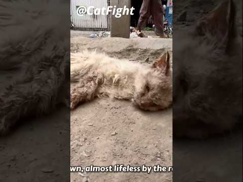 This Cat Almost Died On The Side Of The Road! ? Luckily They Saw The Poor Kitten And Saved It!