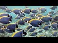 Biodiversity and Ecosystem Dynamics