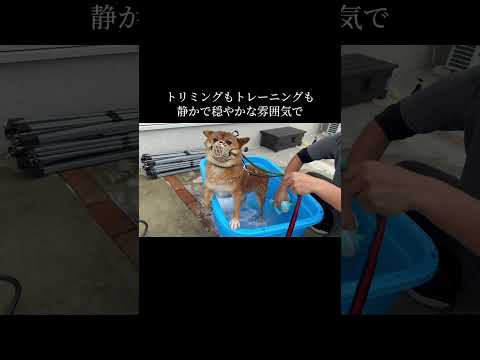 犬に優しく 寄り添えて 技術のあるトリマーさんを探しましょう #doglibre #ドッグトレーニング #犬のしつけ #柴犬